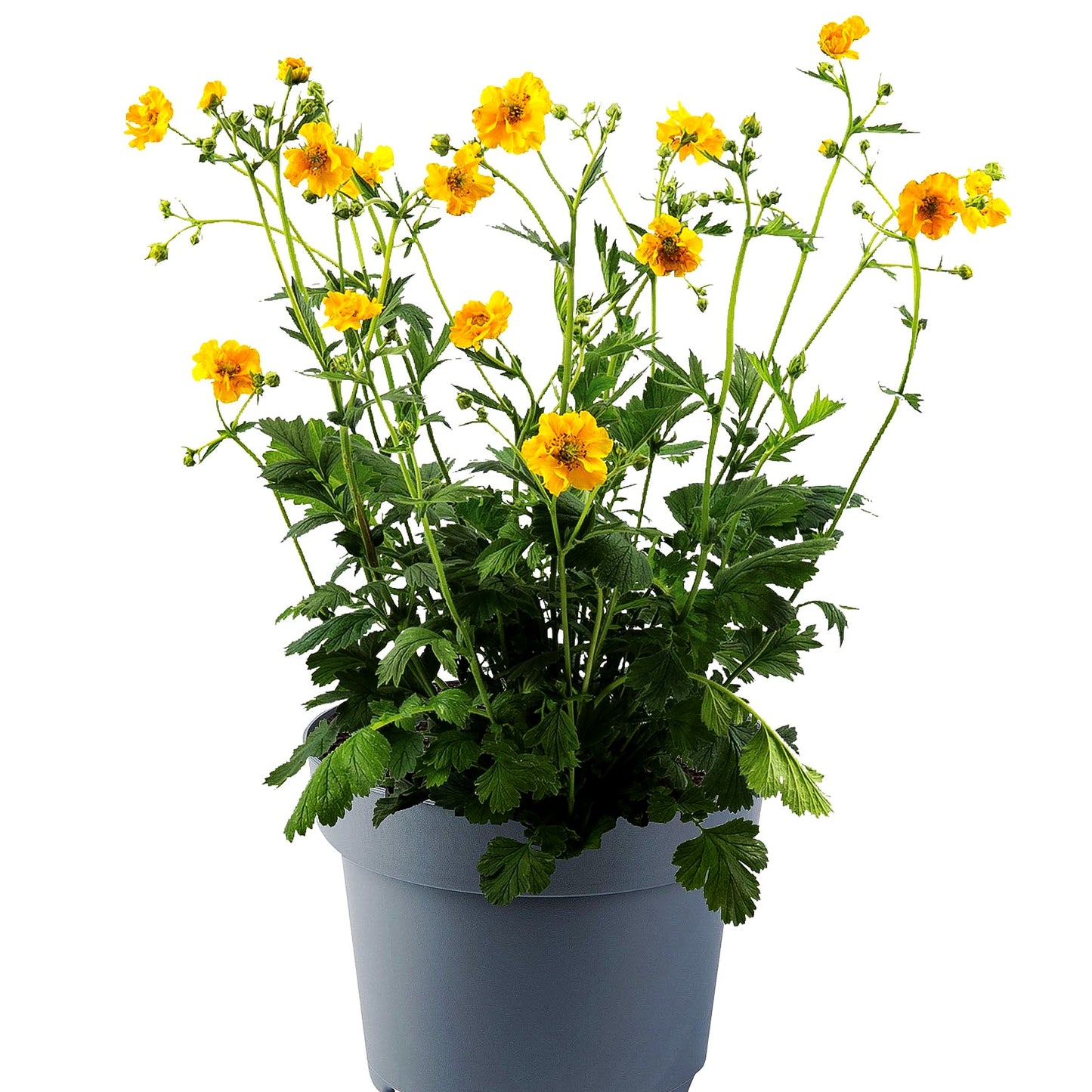 Chilenische Nelkenwurz 'Lady Stratheden' (Geum chiloense)