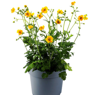 Chilenische Nelkenwurz 'Lady Stratheden' (Geum chiloense)