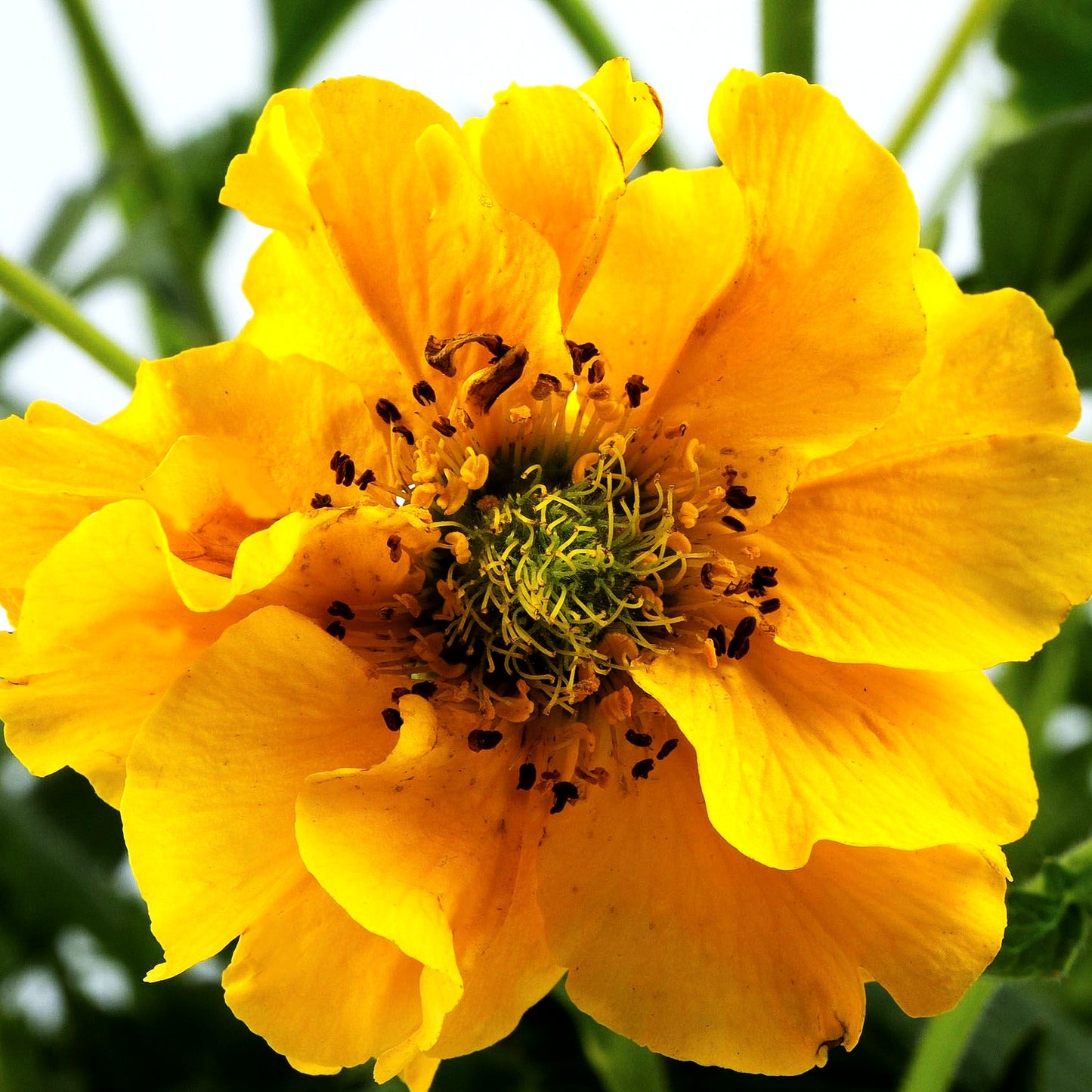 Chilenische Nelkenwurz 'Lady Stratheden' (Geum chiloense)