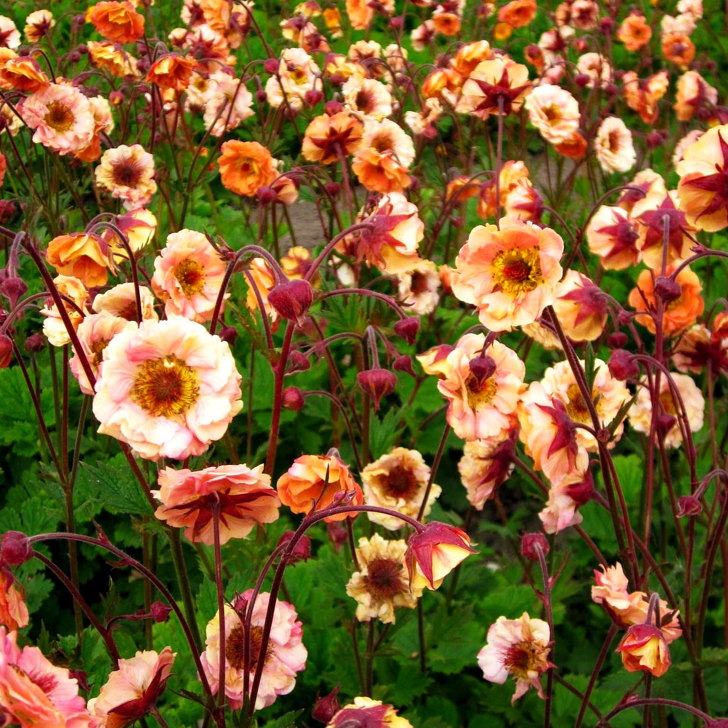 Chilenische Nelkenwurz 'Mai Tai' (Geum chiloense)
