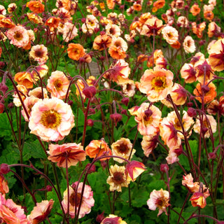 Chilenische Nelkenwurz 'Mai Tai' (Geum chiloense)