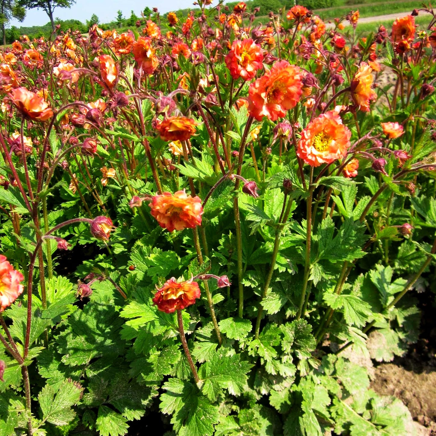 Chilenische Nelkenwurz 'Mai Tai' (Geum chiloense)