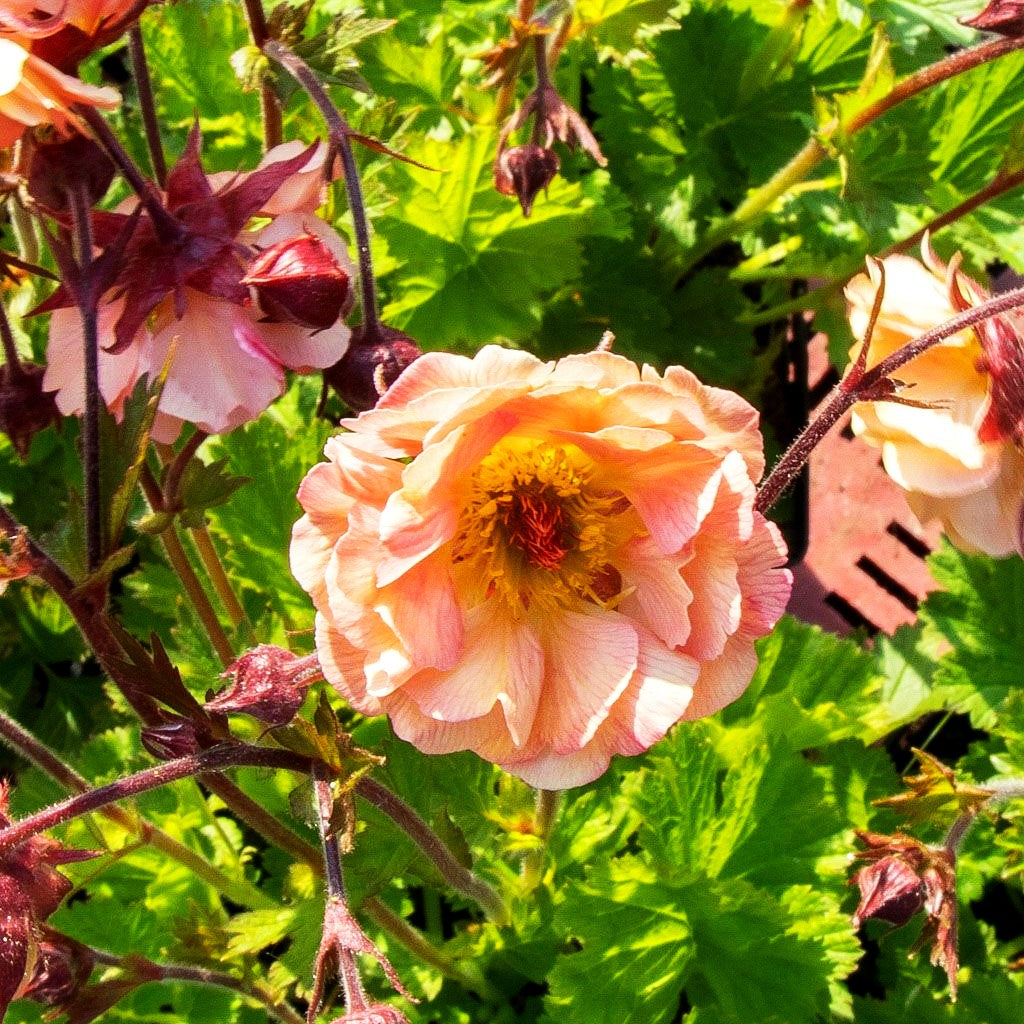 Chilenische Nelkenwurz 'Mai Tai' (Geum chiloense)