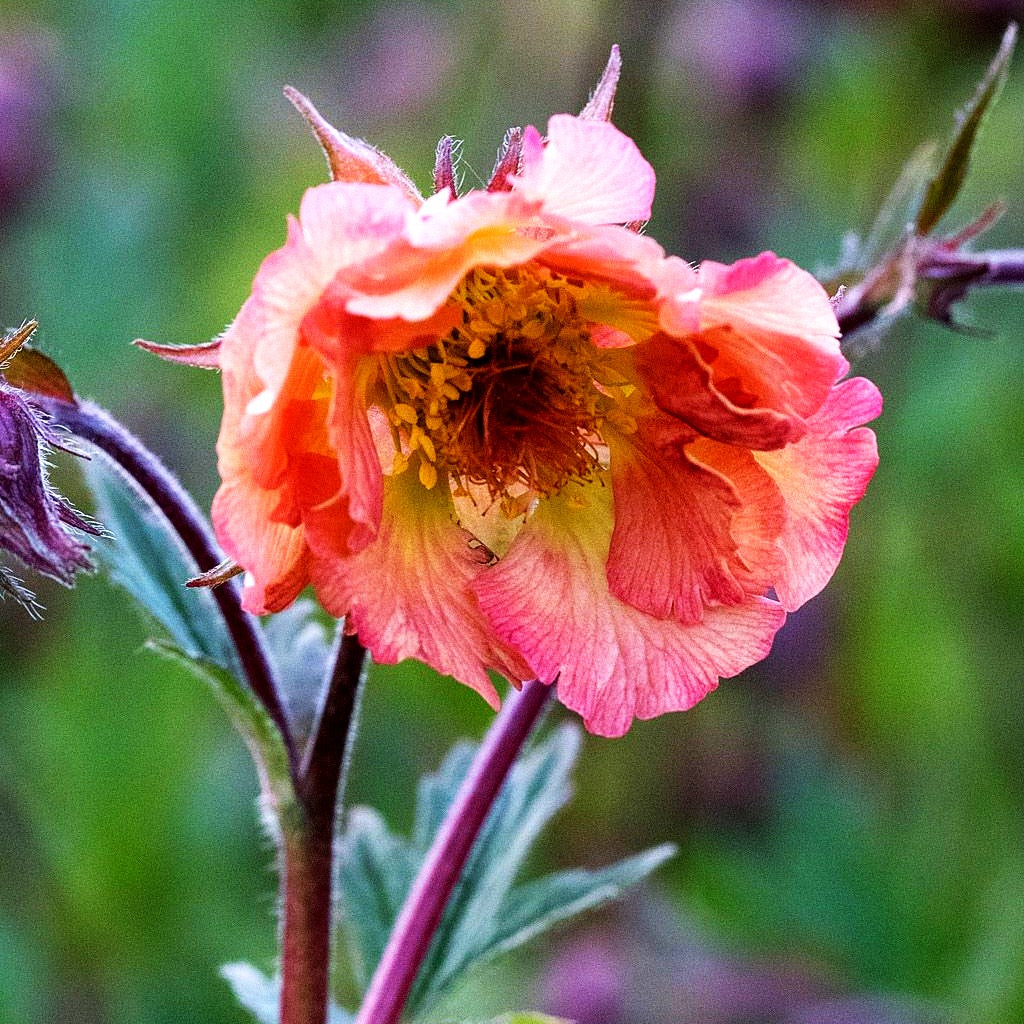 Chilenische Nelkenwurz 'Mai Tai' (Geum chiloense)