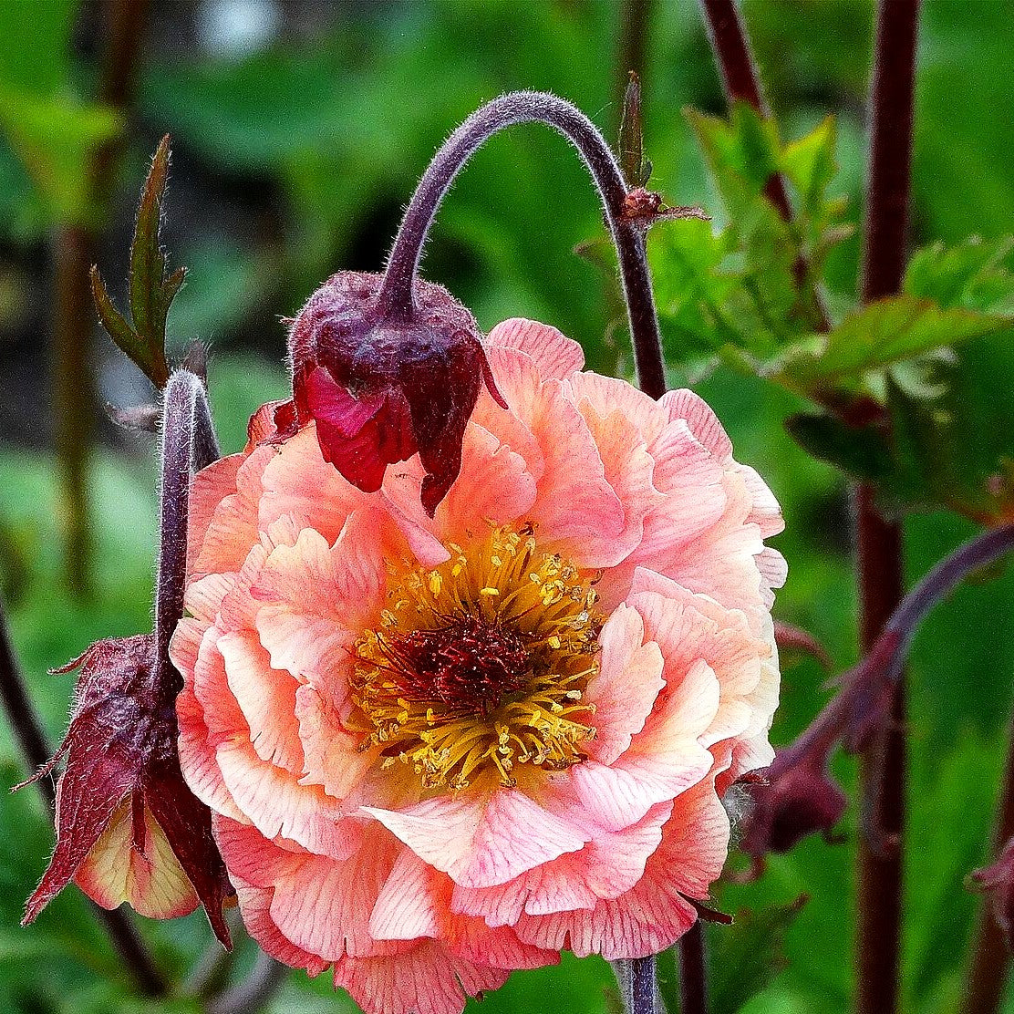 Chilenische Nelkenwurz 'Mai Tai' (Geum chiloense)