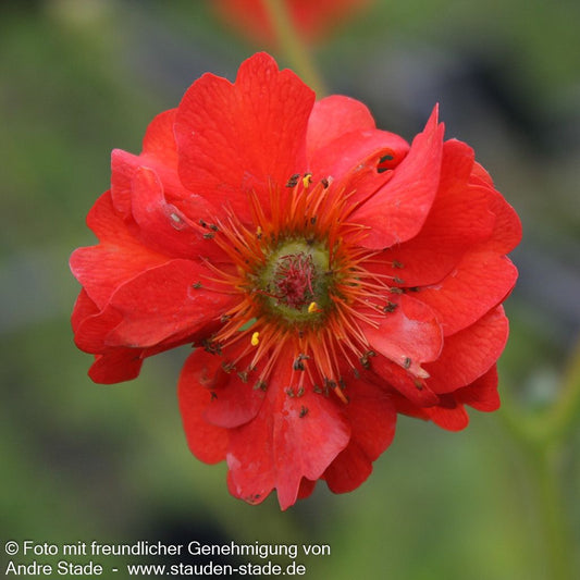 Chilenische Nelkenwurz 'Mrs Bradshaw' (Geum chiloense)