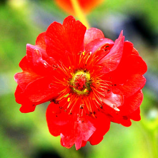 Chilenische Nelkenwurz 'Mrs Bradshaw' (Geum chiloense)