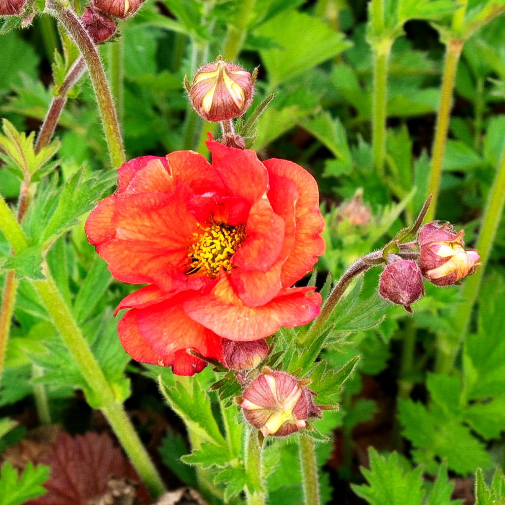 Chilenische Nelkenwurz 'Scarlet Tempest' (Geum chiloense)