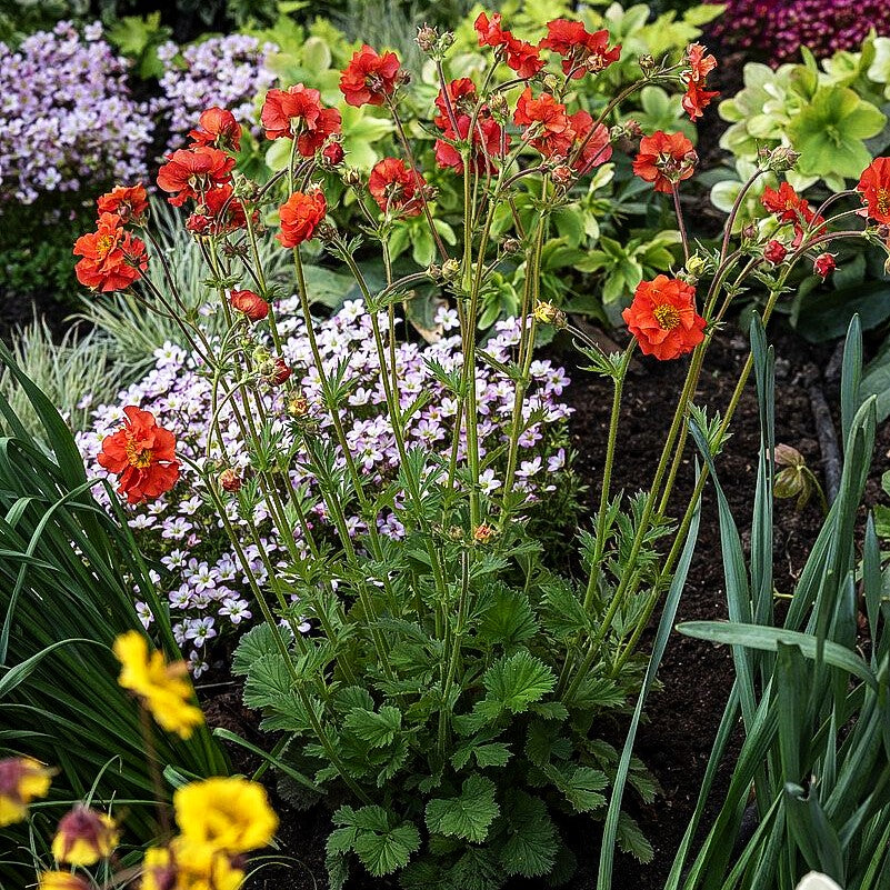 Chilenische Nelkenwurz 'Scarlet Tempest' (Geum chiloense)