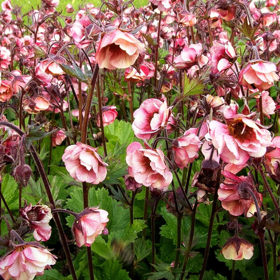 Chilenische Nelkenwurz 'Tempo Rose' (Geum chiloense)