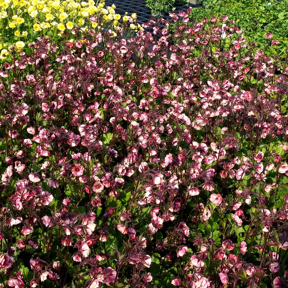 Chilenische Nelkenwurz 'Tempo Rose' (Geum chiloense)
