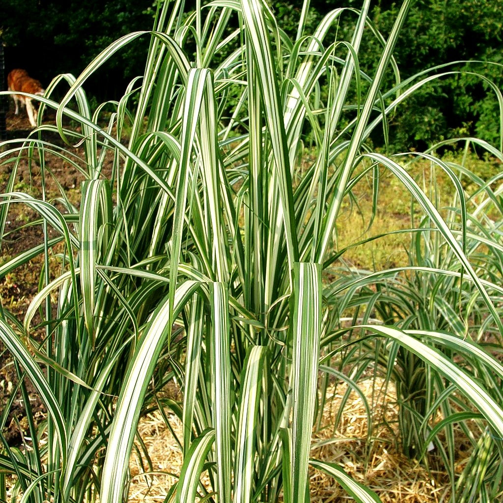Chinaschilf 'Cabaret' (Miscanthus sinensis var.cond.)