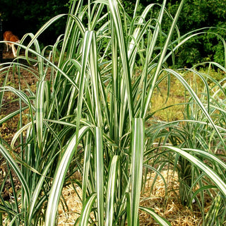 Chinaschilf 'Cabaret' (Miscanthus sinensis var.cond.)