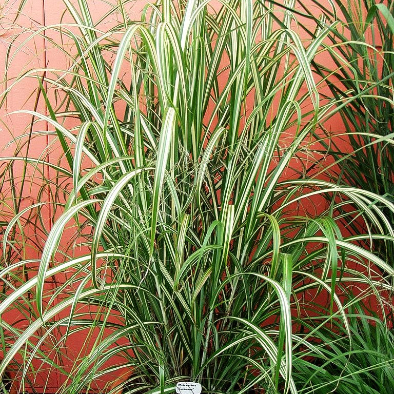 Chinaschilf 'Cabaret' (Miscanthus sinensis var.cond.)