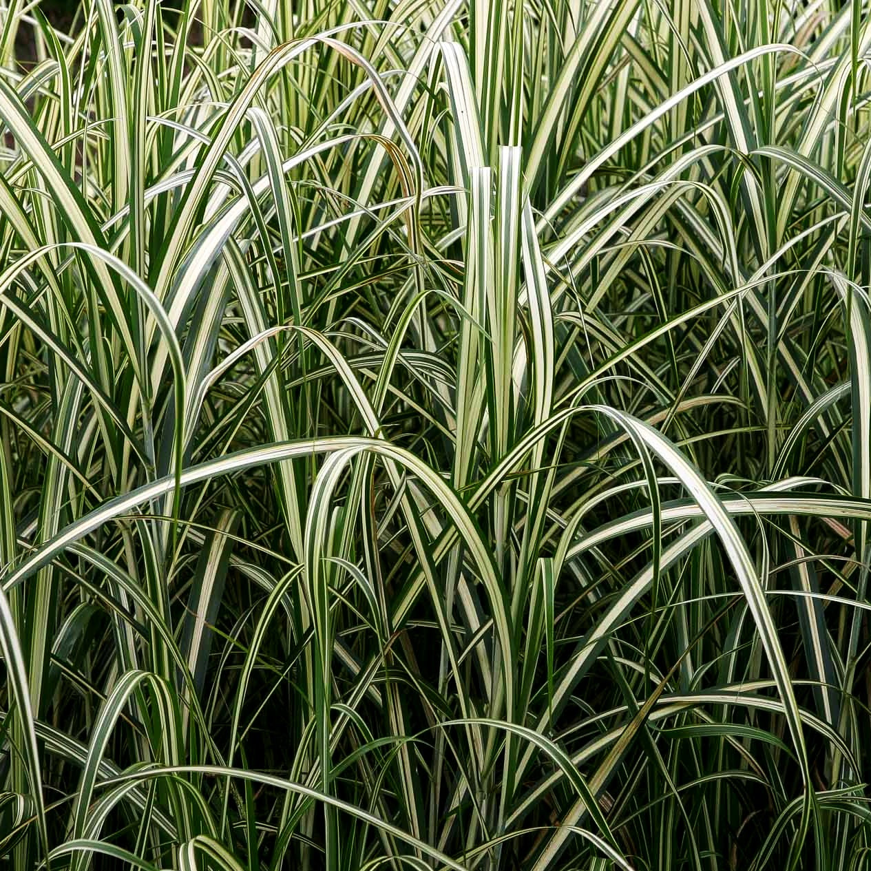 Chinaschilf 'Cabaret' (Miscanthus sinensis var.cond.)