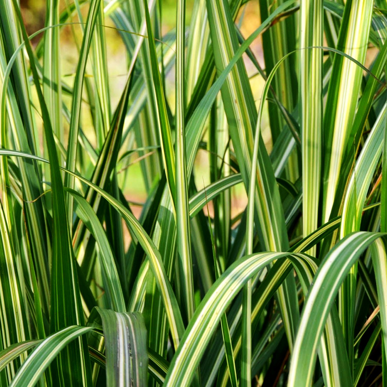 Chinaschilf 'Cabaret' (Miscanthus sinensis var.cond.)