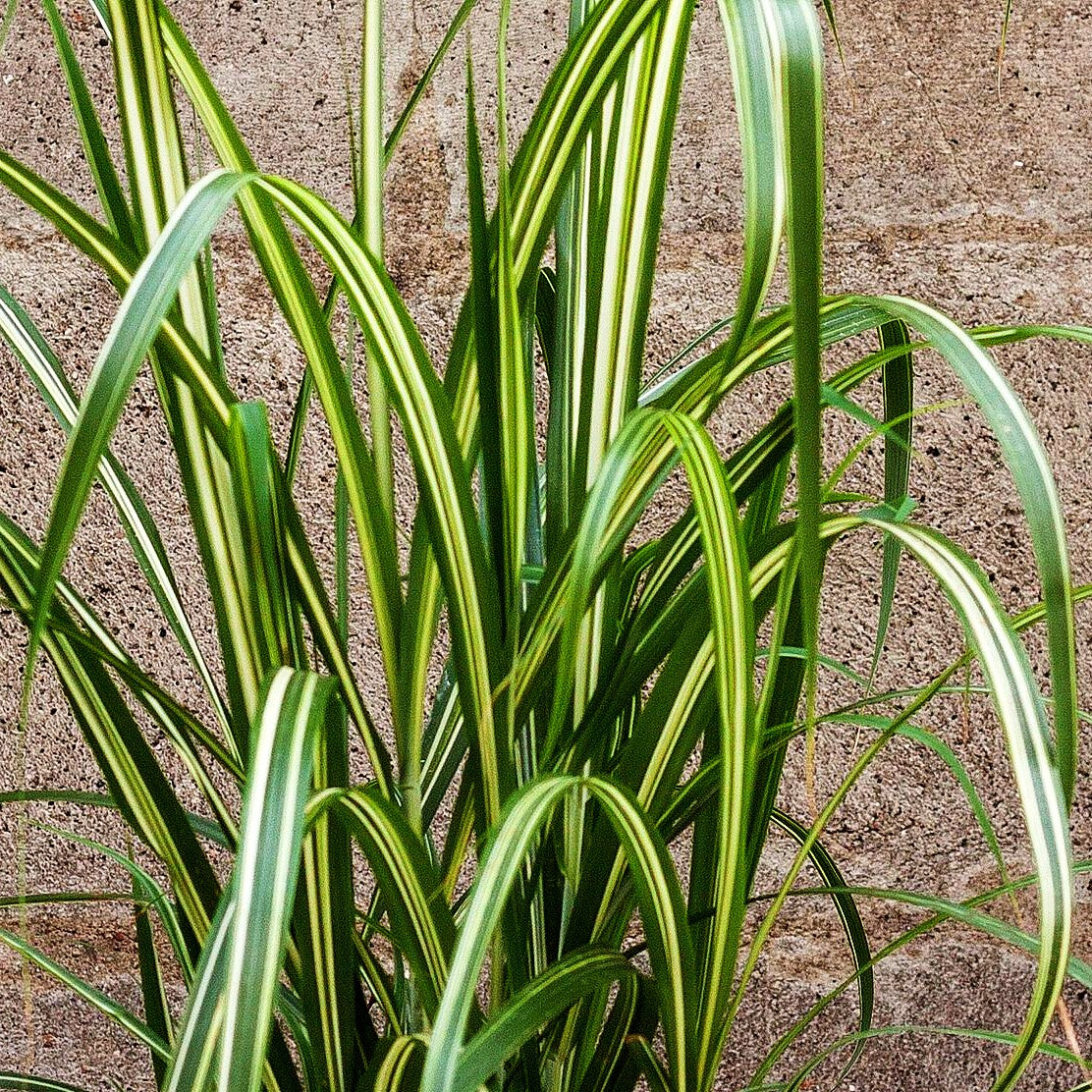 Chinaschilf 'Cabaret' (Miscanthus sinensis var.cond.)