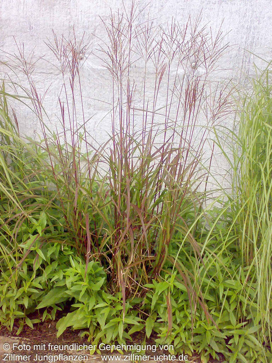 Chinaschilf 'Dronning Ingrid' (Miscanthus sinensis)