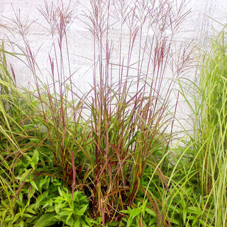 Chinaschilf 'Dronning Ingrid' (Miscanthus sinensis)