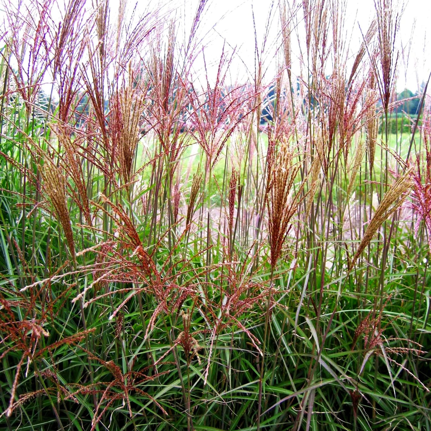 Chinaschilf 'Dronning Ingrid' (Miscanthus sinensis)