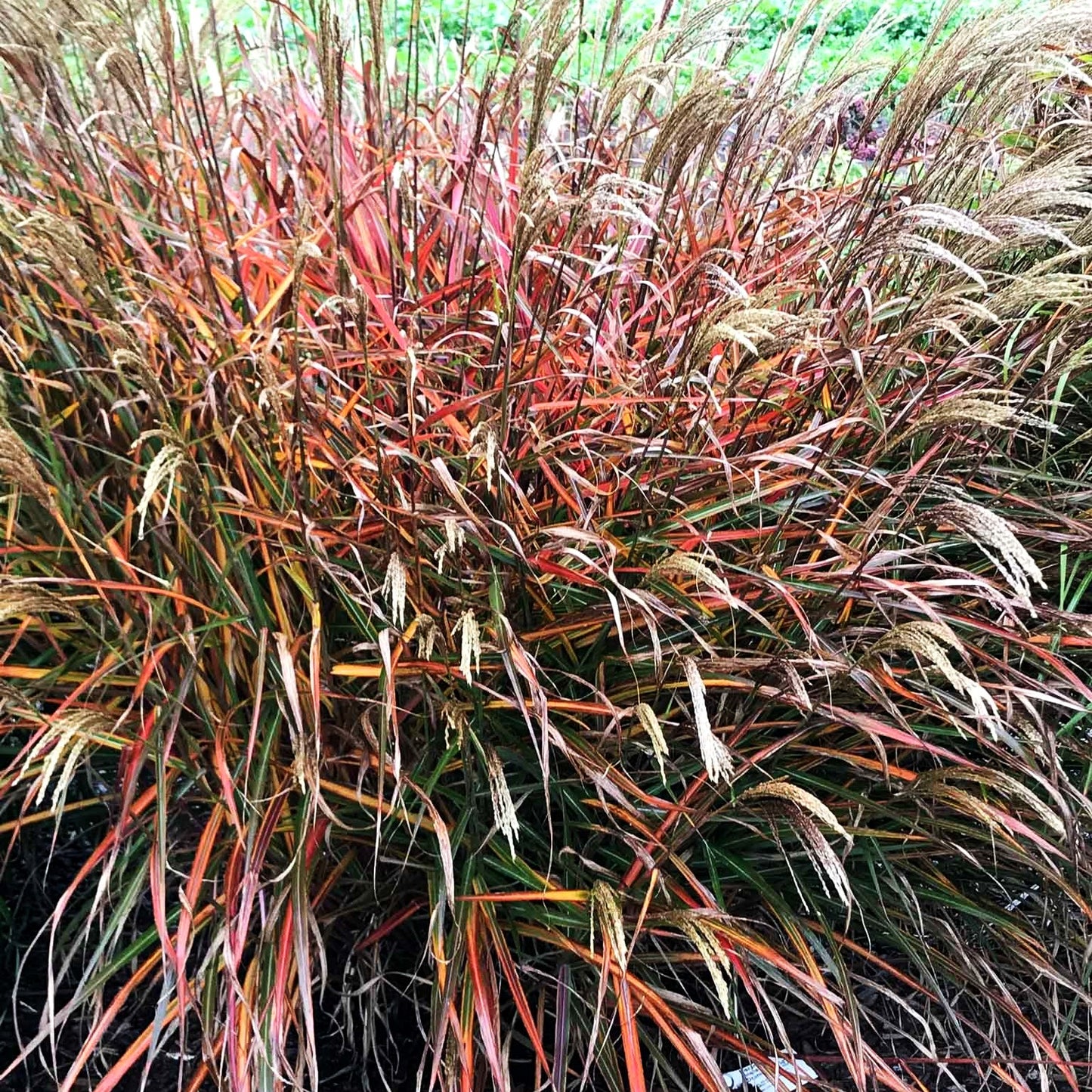 Chinaschilf 'Dronning Ingrid' (Miscanthus sinensis)