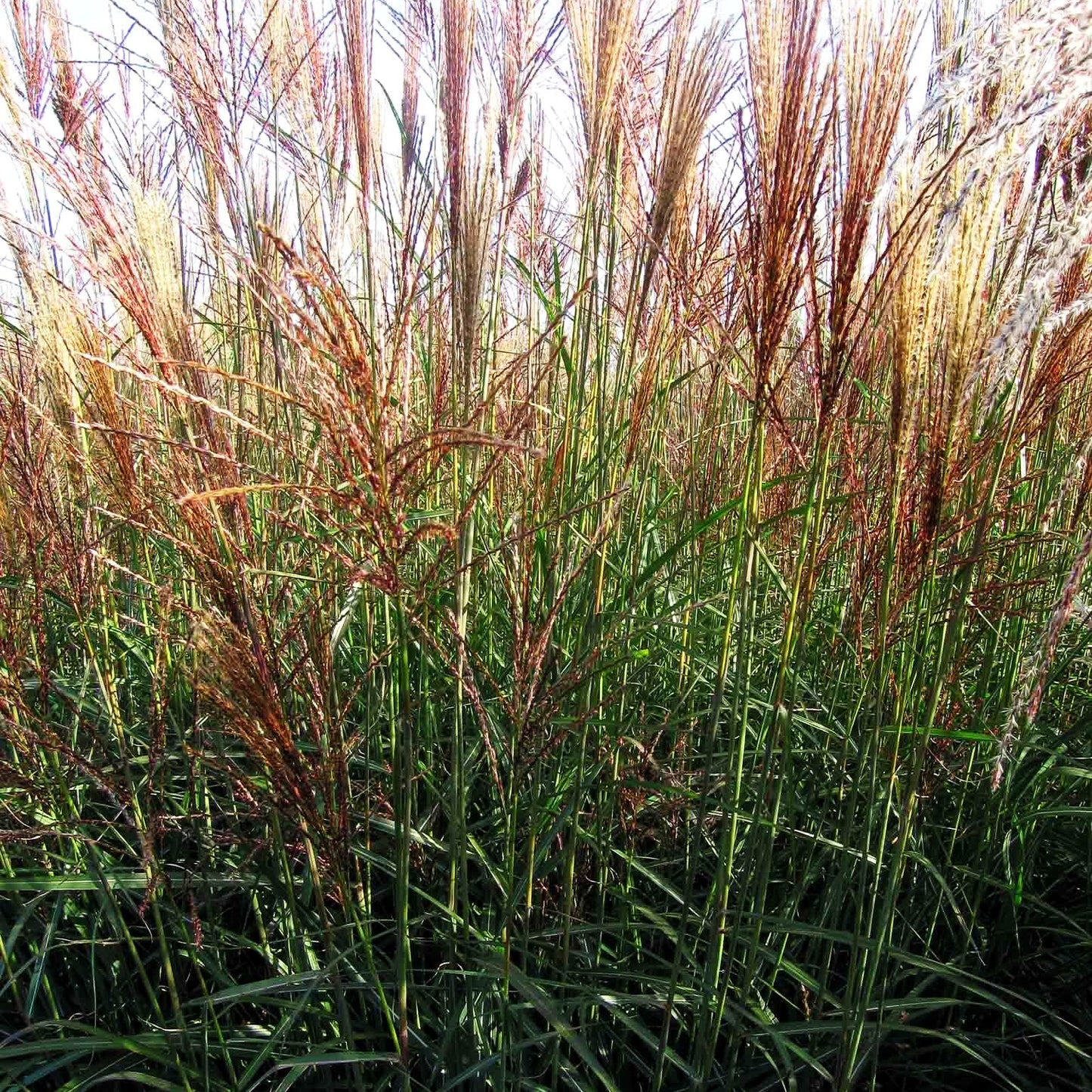 Chinaschilf 'Dronning Ingrid' (Miscanthus sinensis)