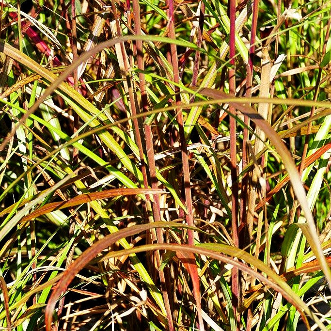 Chinaschilf 'Dronning Ingrid' (Miscanthus sinensis)