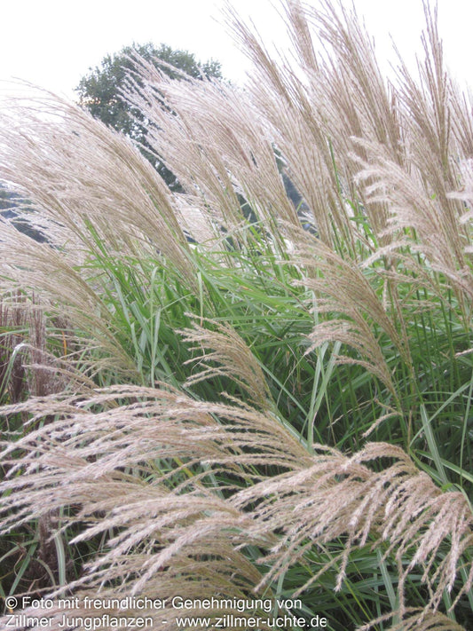 Chinaschilf 'Federweißer' (Miscanthus sinensis)