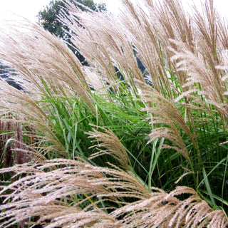 Chinaschilf 'Federweißer' (Miscanthus sinensis)