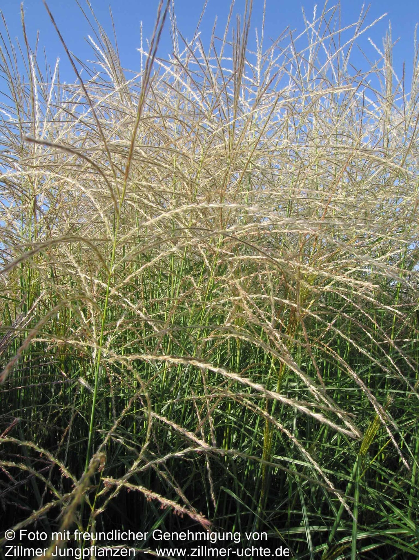Chinaschilf 'Federweißer' (Miscanthus sinensis)