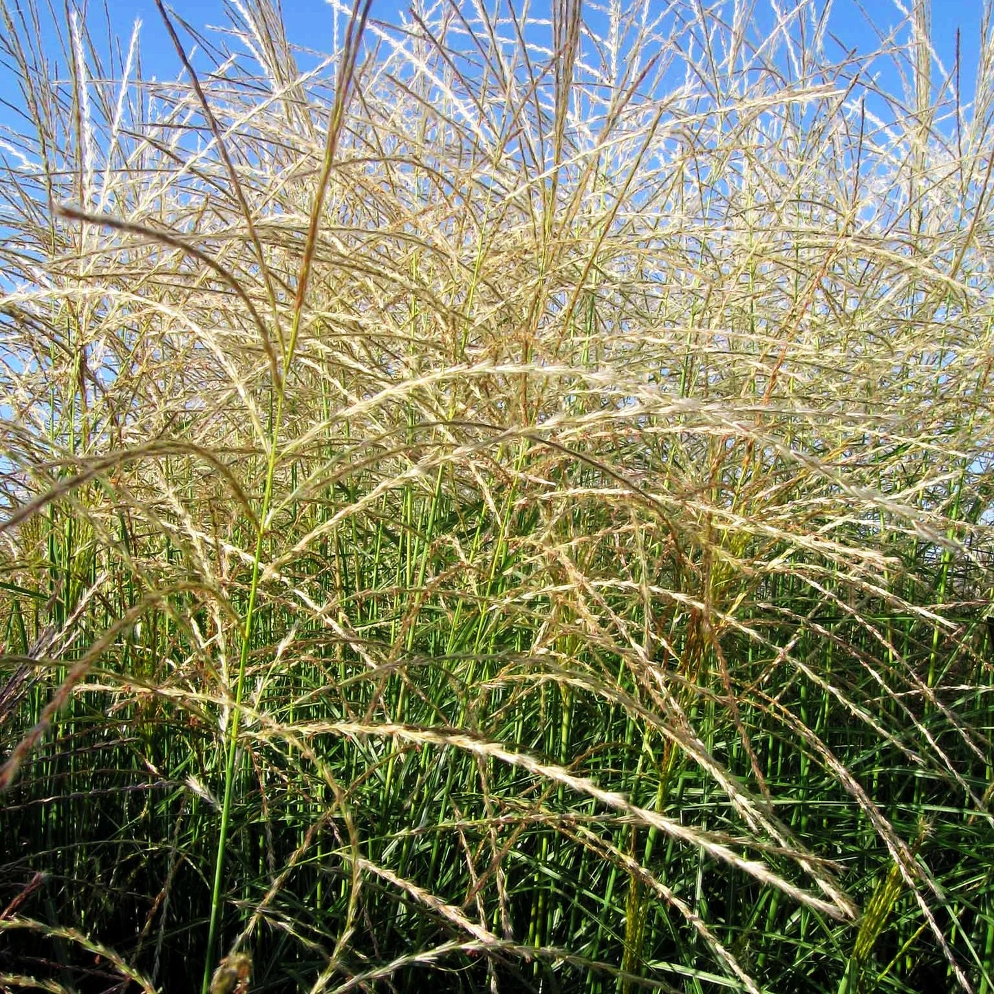 Chinaschilf 'Federweißer' (Miscanthus sinensis)