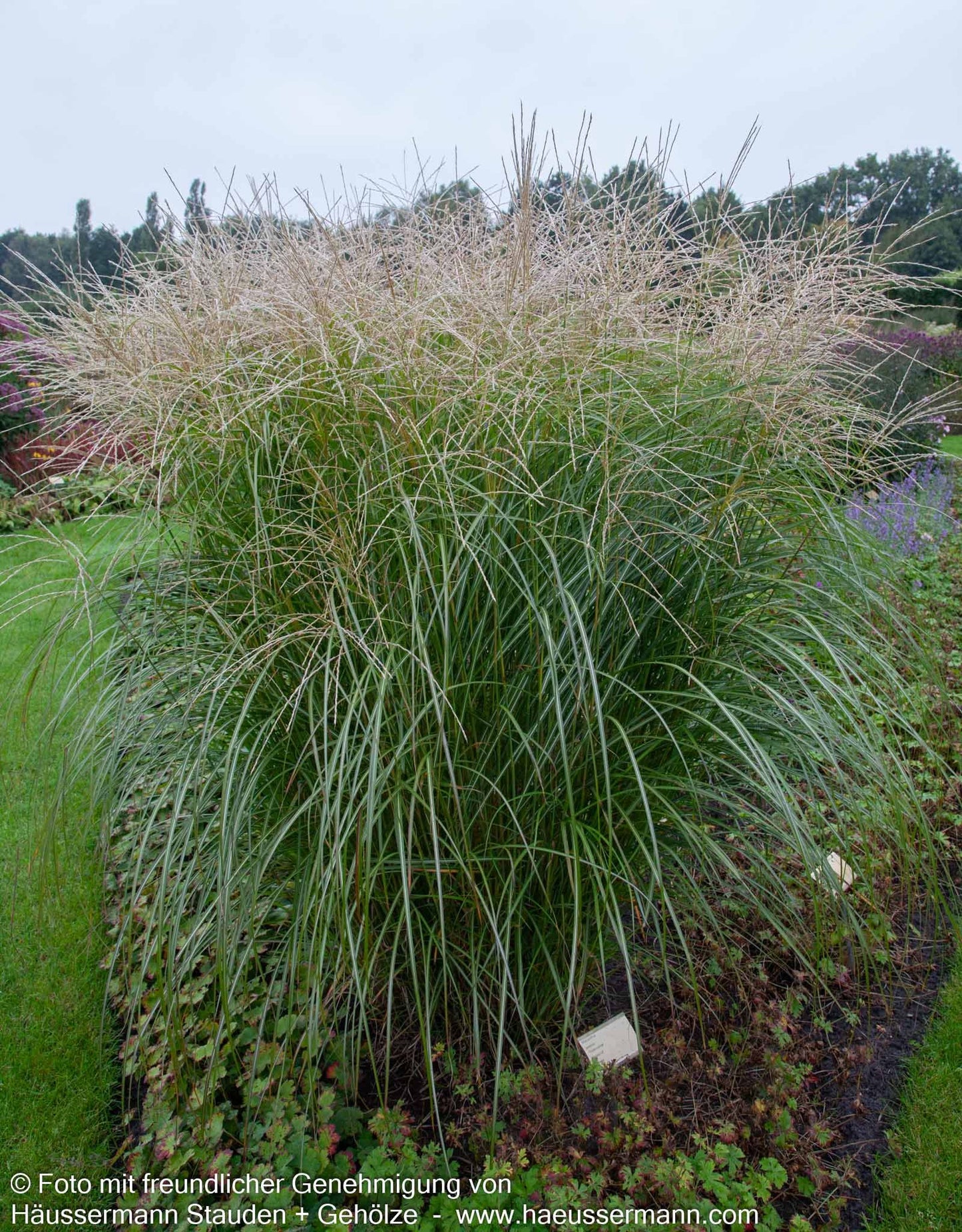 Chinaschilf 'Federweißer' (Miscanthus sinensis)