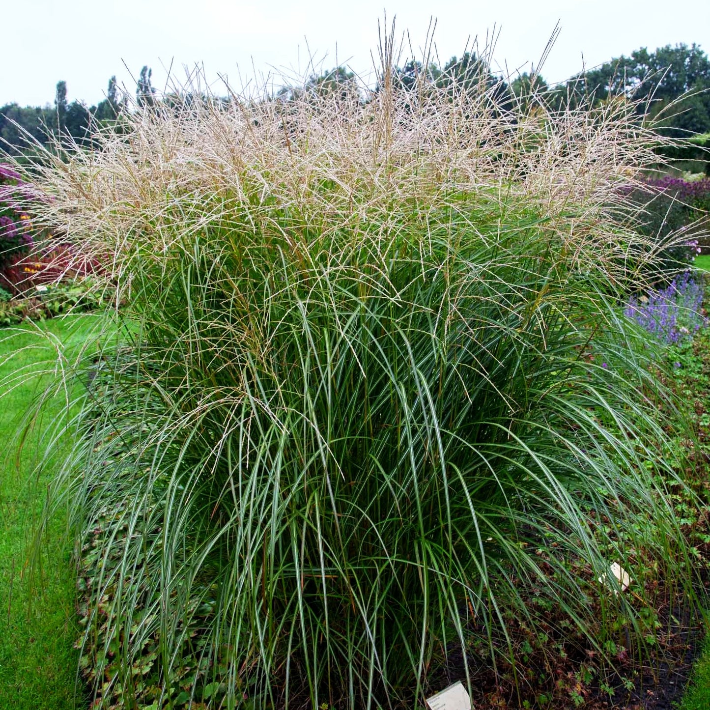 Chinaschilf 'Federweißer' (Miscanthus sinensis)