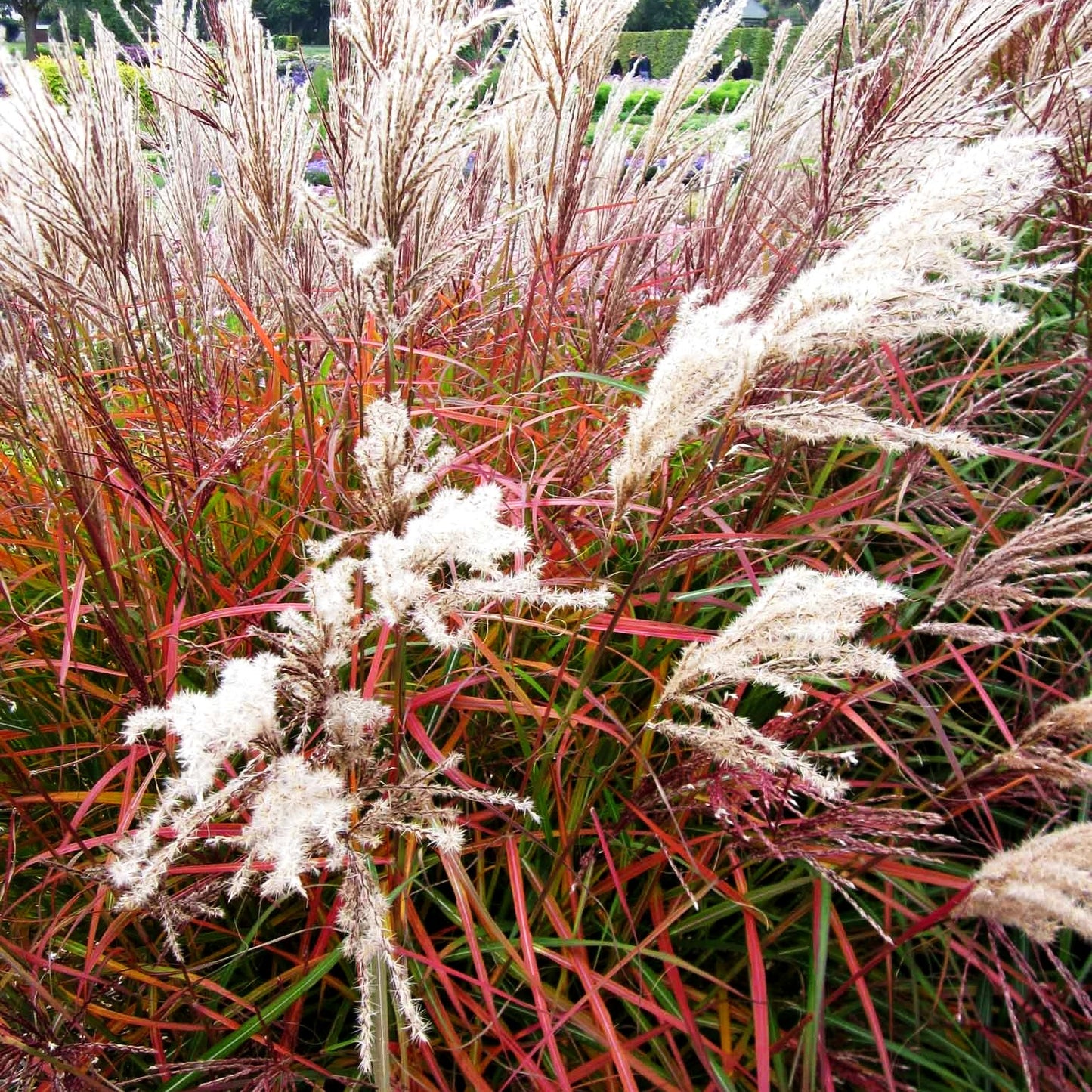 Chinaschilf 'Ferner Osten' (Miscanthus sinensis)