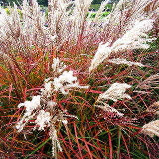 Chinaschilf 'Ferner Osten' (Miscanthus sinensis)
