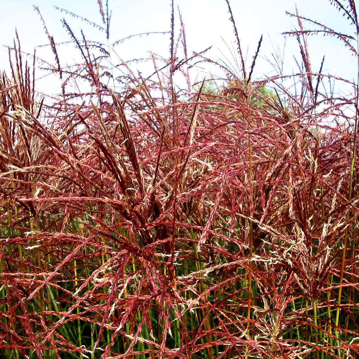 Chinaschilf 'Ferner Osten' (Miscanthus sinensis)