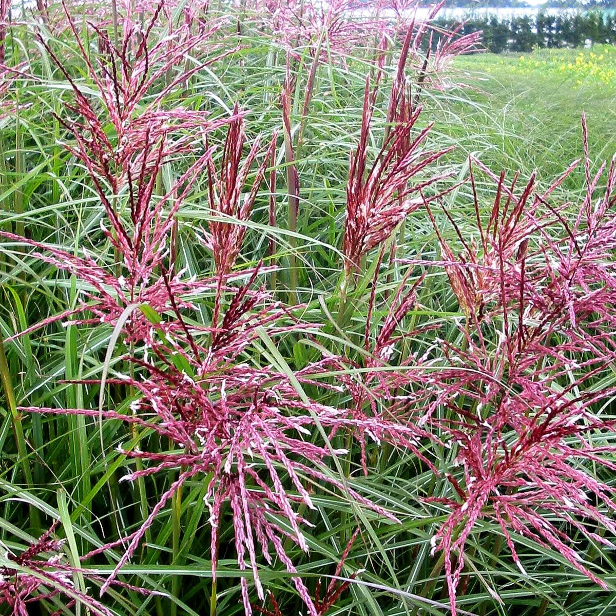 Chinaschilf 'Ferner Osten' (Miscanthus sinensis)