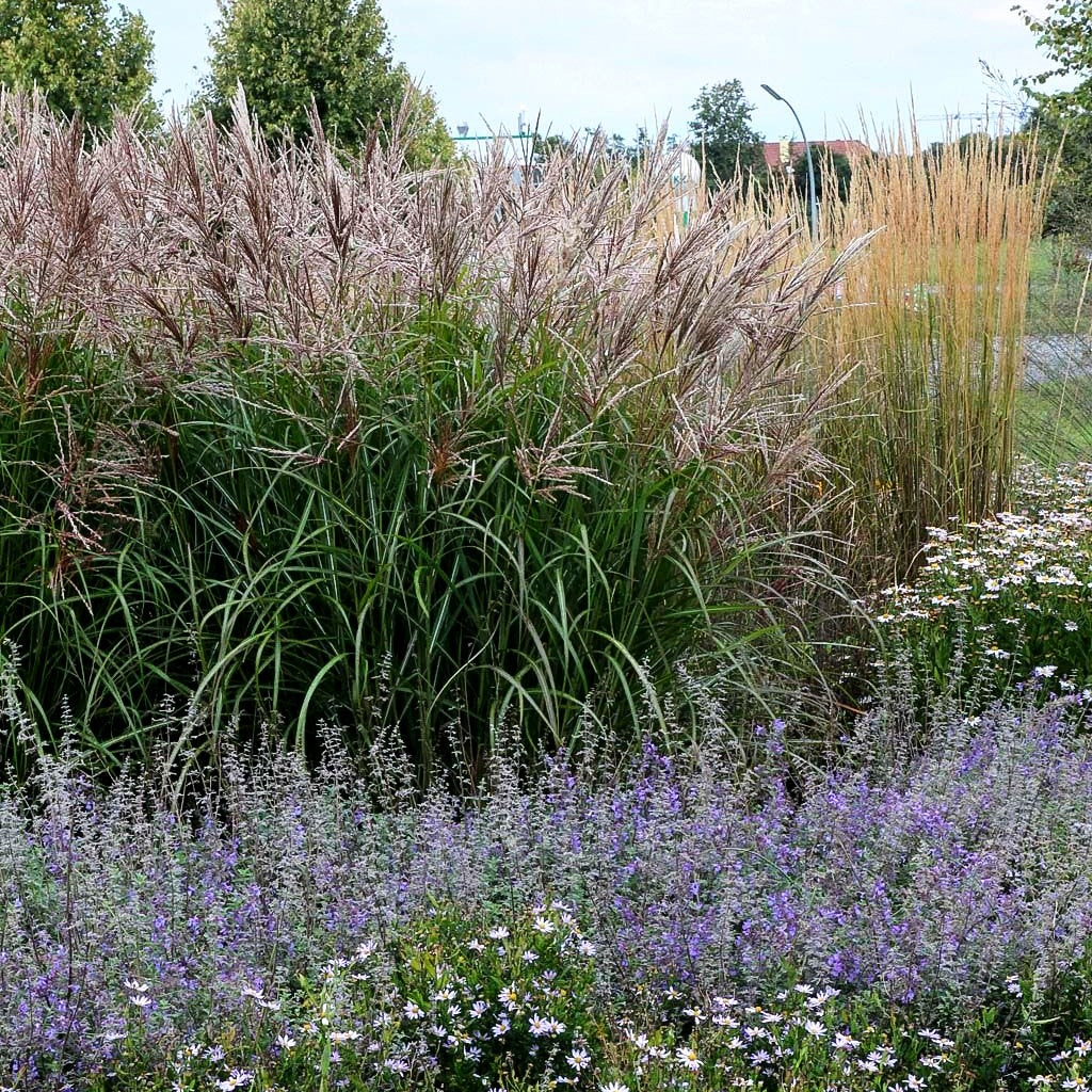 Chinaschilf 'Ferner Osten' (Miscanthus sinensis)
