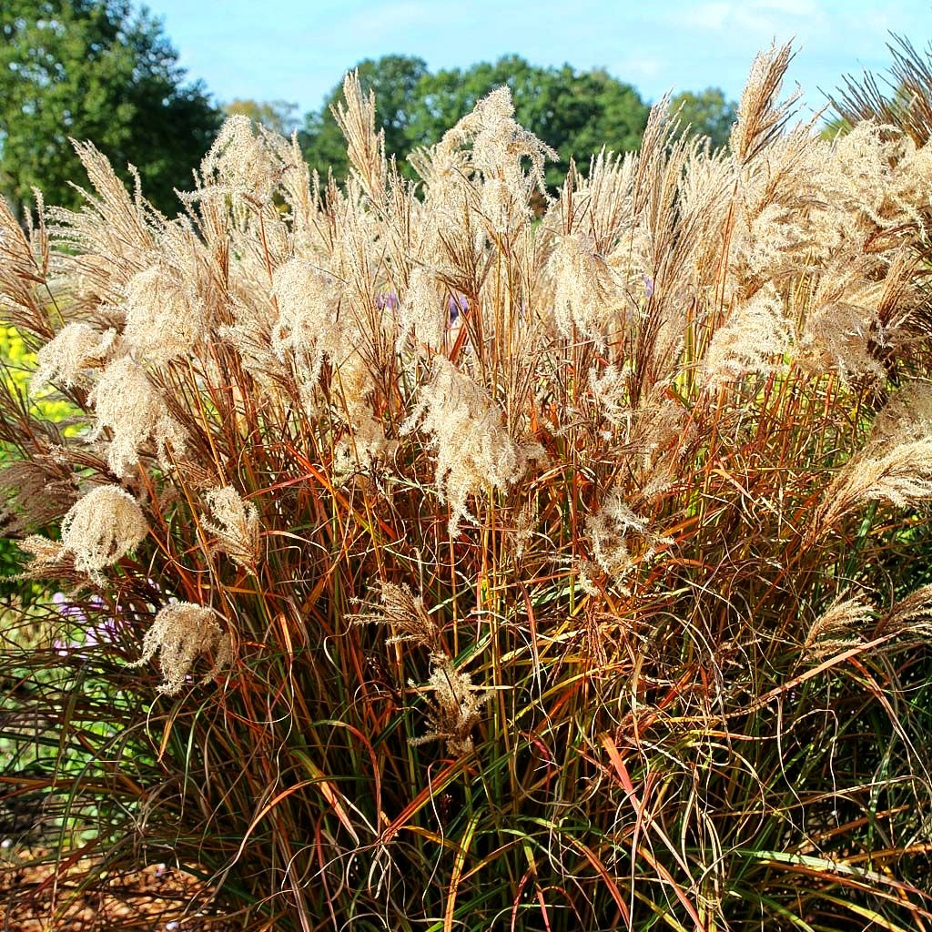 Chinaschilf 'Ferner Osten' (Miscanthus sinensis)