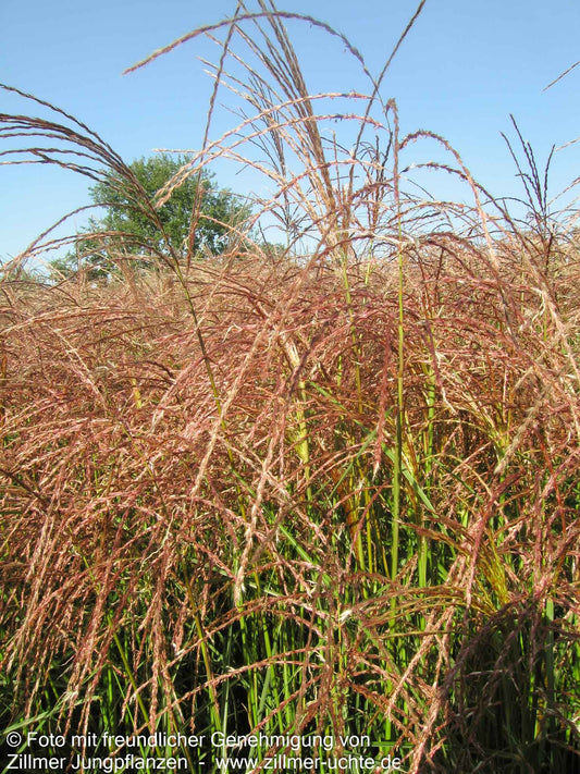 Chinaschilf 'Flamingo' (Miscanthus sinensis)