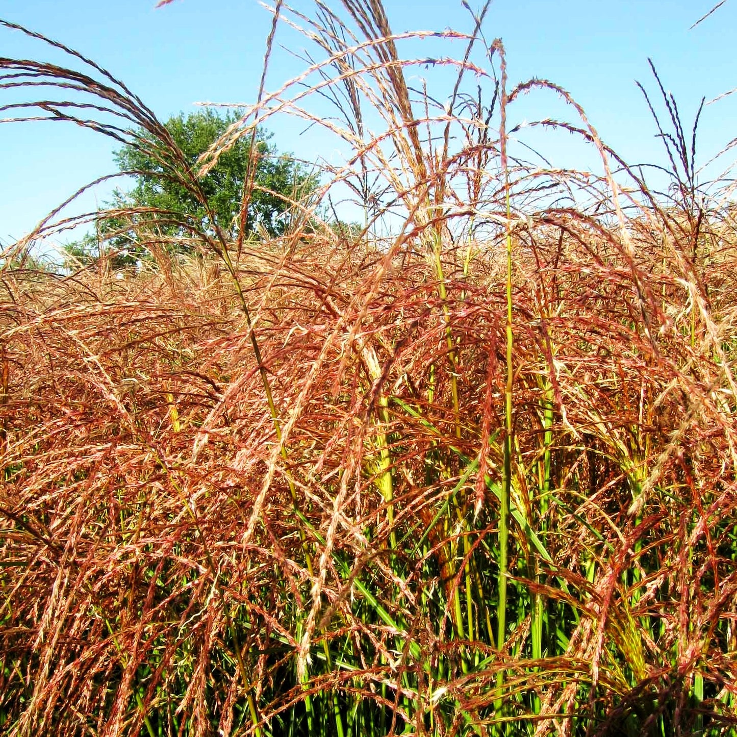 Chinaschilf 'Flamingo' (Miscanthus sinensis)