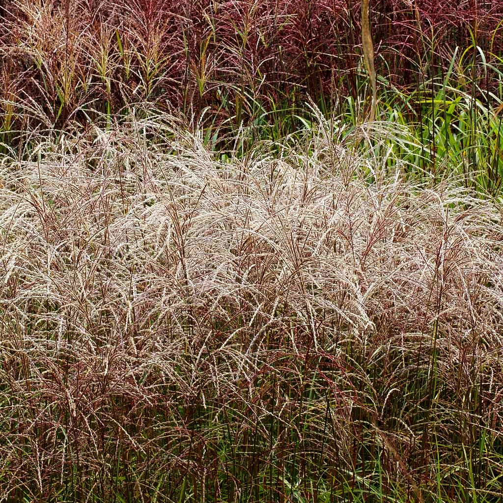 Chinaschilf 'Flamingo' (Miscanthus sinensis)