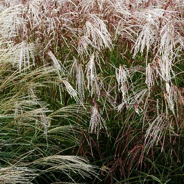 Chinaschilf 'Flamingo' (Miscanthus sinensis)