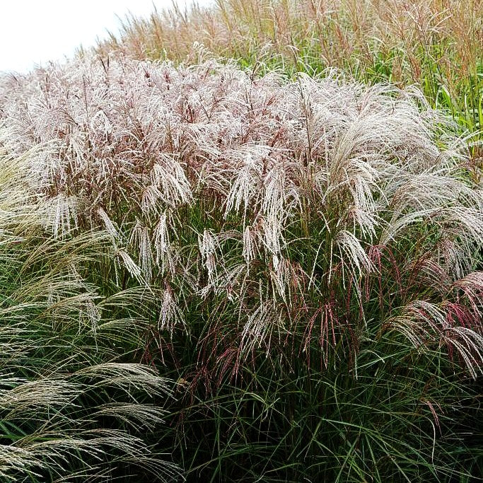 Chinaschilf 'Flamingo' (Miscanthus sinensis)