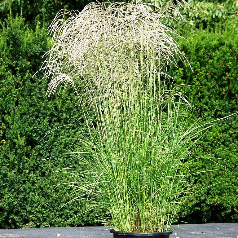 Chinaschilf 'Flamingo' (Miscanthus sinensis)
