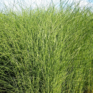 Chinaschilf 'Gracillimus' (Miscanthus sinensis)