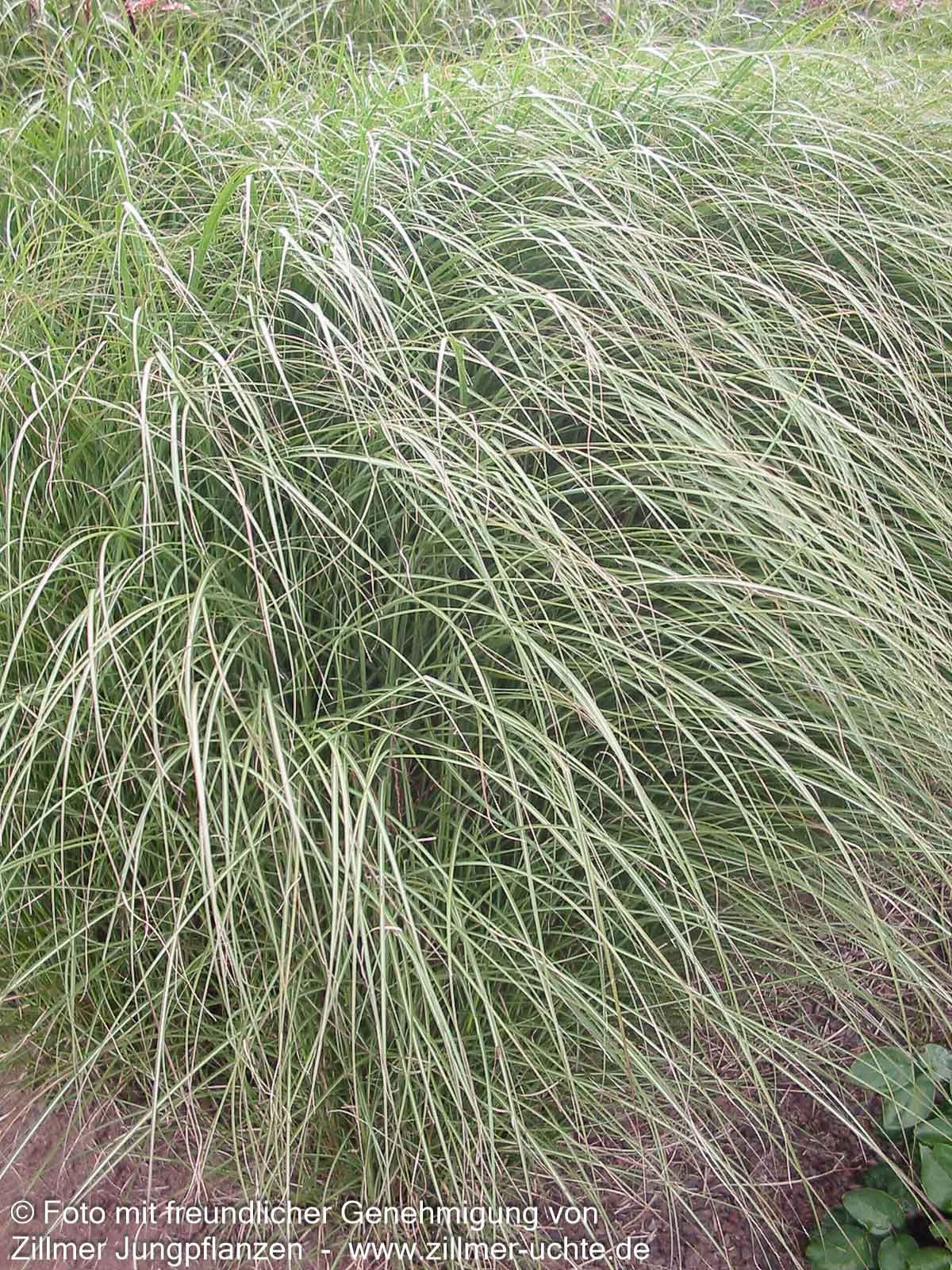 Chinaschilf 'Gracillimus' (Miscanthus sinensis)
