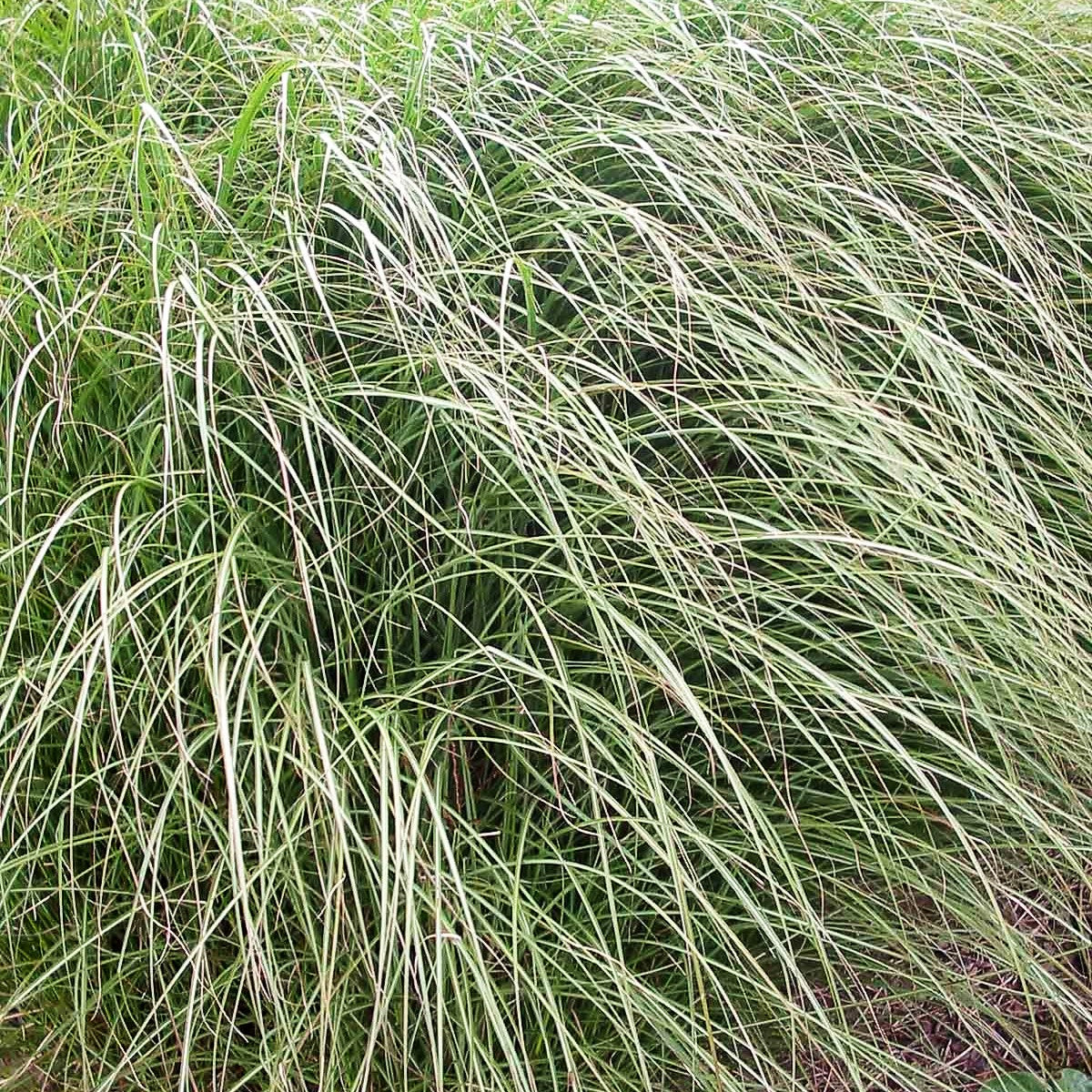 Chinaschilf 'Gracillimus' (Miscanthus sinensis)