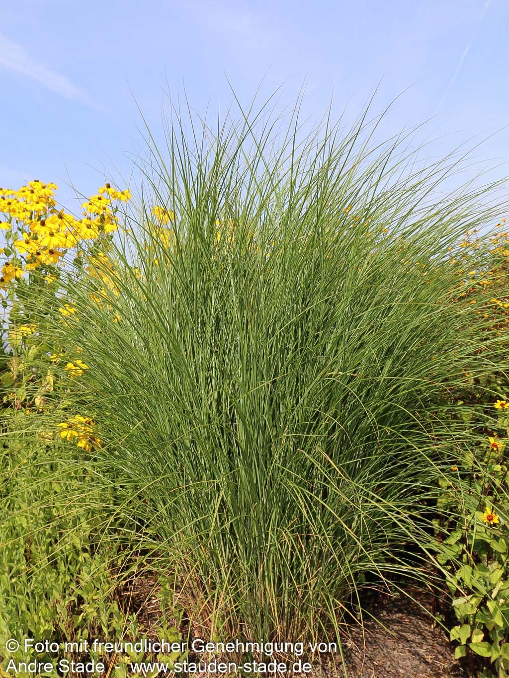 Chinaschilf 'Gracillimus' (Miscanthus sinensis)