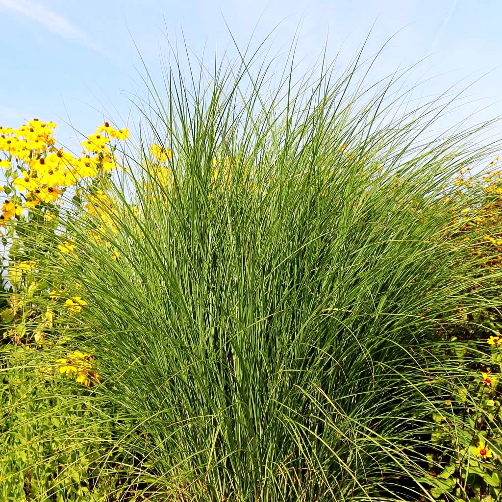 Chinaschilf 'Gracillimus' (Miscanthus sinensis)